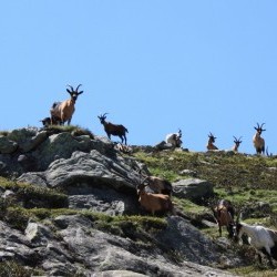 Ziegen am Meraner H&ouml;henweg